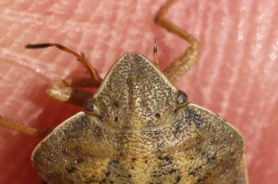  Eurygaster austriaca (Schrank, 1776)