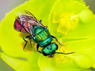  Chrysura Dahlbom, 1845