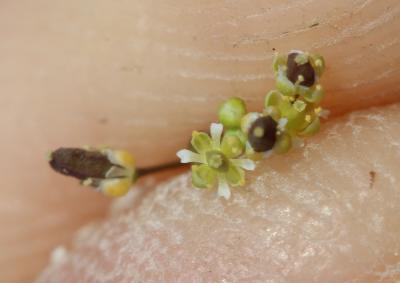 Hyménolobe couché Hornungia procumbens (L.) Hayek, 1925