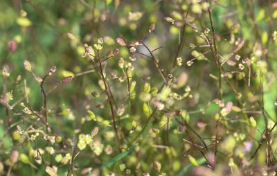 Hyménolobe couché Hornungia procumbens (L.) Hayek, 1925
