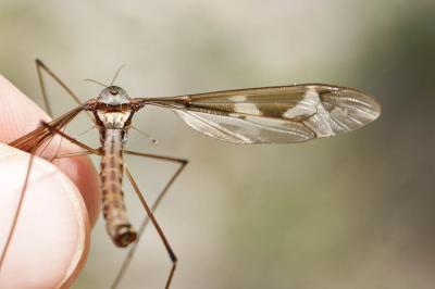 Cousin, Faucheux Tipula maxima Poda, 1761