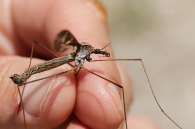 Cousin, Faucheux Tipula maxima Poda, 1761