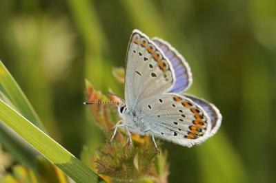 Azuré des Coronilles (L'), Azuré porte-arceaux (L' Plebejus argyrognomon (Bergsträsser, 1779)