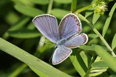 Azuré des Coronilles (L'), Azuré porte-arceaux (L' Plebejus argyrognomon (Bergsträsser, 1779)
