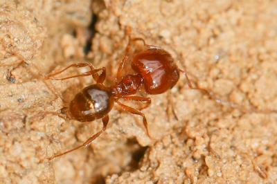  Pheidole pallidula (Nylander, 1849)