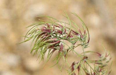  Poa bulbosa var. vivipara Koeler, 1802