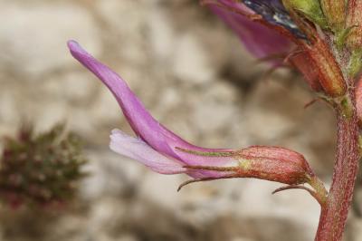 Astragale de Montpellier, Esparcette bâtarde Astragalus monspessulanus L., 1753