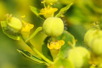Euphorbe hirsute Euphorbia hirsuta L., 1759
