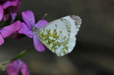 Aurore (L') Anthocharis cardamines (Linnaeus, 1758)