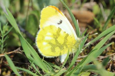 Aurore de Provence (L') Anthocharis euphenoides Staudinger, 1869