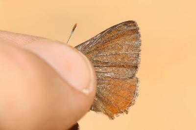 Thécla de l'Arbousier (La) Callophrys avis Chapman, 1909
