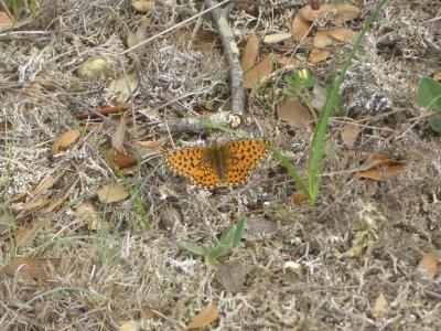 Grand collier argenté (Le), Nacré sagitté (Le) Boloria euphrosyne (Linnaeus, 1758)