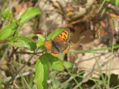 Cuivré commun (Le), Argus bronzé (L'), Bronzé (Le) Lycaena phlaeas (Linnaeus, 1760)