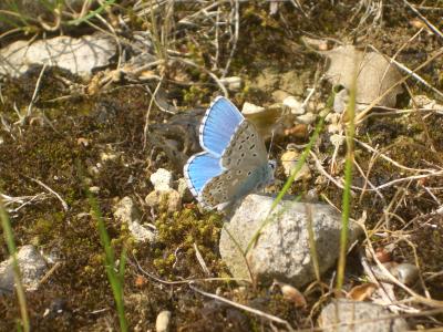 Azuré bleu-céleste (L'), Bel-Argus (Le), Argus ble Lysandra bellargus (Rottemburg, 1775)
