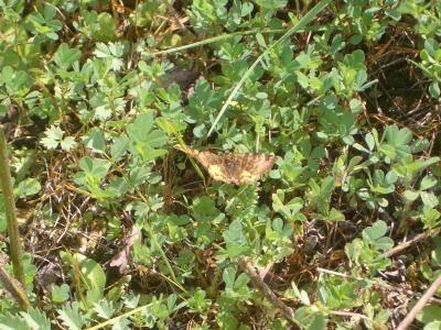 Doublure jaune (La) Euclidia glyphica (Linnaeus, 1758)