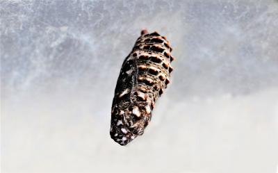 Mélitée des Centaurées (La), Grand Damier (Le) Melitaea phoebe (Denis & Schiffermüller, 1775)