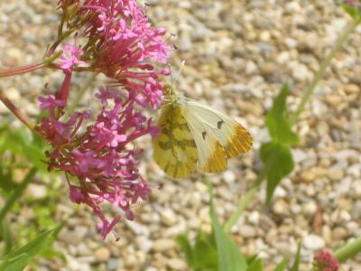 Aurore de Provence (L') Anthocharis euphenoides Staudinger, 1869