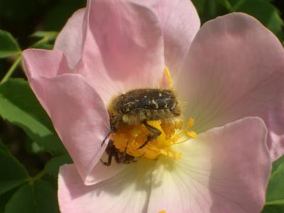  Tropinota hirta (Poda, 1761)