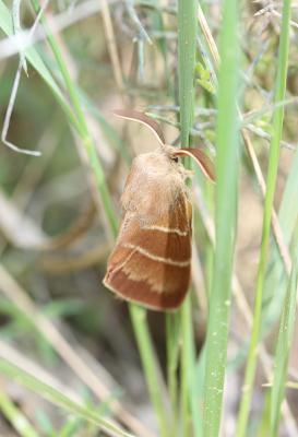 Bombyx de la Ronce (Le), Polyphage (La) Macrothylacia rubi (Linnaeus, 1758)