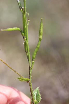Moutarde des champs, Raveluche Sinapis arvensis L., 1753