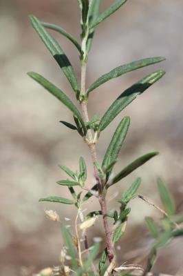 Hélianthème poilu Helianthemum violaceum (Cav.) Pers., 1806