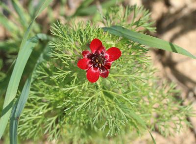 Goutte de sang, Adonis annuelle, Adonis d'automne Adonis annua L., 1753