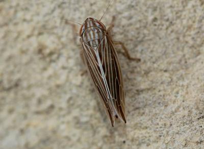  Mocydia crocea (Herrich-Schäffer, 1837)