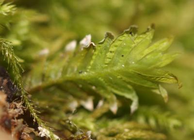  Fissidens bryoides Hedw., 1801