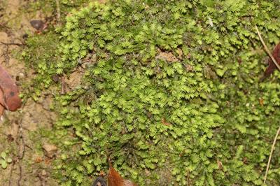  Fissidens bryoides Hedw., 1801