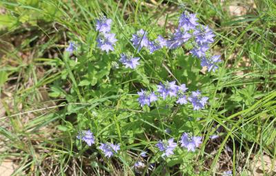 Teucride d'Allemagne Veronica teucrium L., 1762