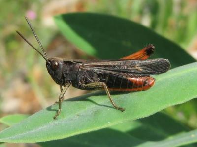 Criquet noir-ébène Omocestus rufipes (Zetterstedt, 1821)