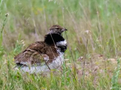 Outarde canepetière Tetrax tetrax (Linnaeus, 1758)
