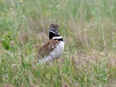 Outarde canepetière Tetrax tetrax (Linnaeus, 1758)