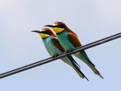 Guêpier d'Europe Merops apiaster Linnaeus, 1758