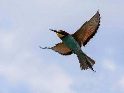 Guêpier d'Europe Merops apiaster Linnaeus, 1758