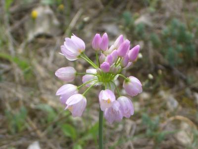 Ail rose Allium roseum L., 1753