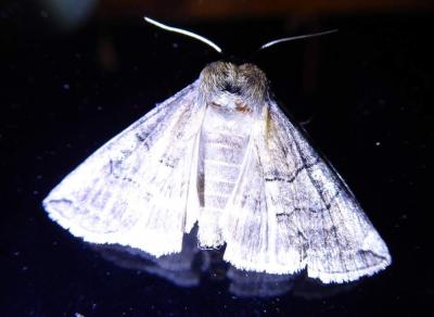 Noctuelles Noctuidae Latreille, 1809