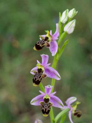 Ophrys bécasse Ophrys scolopax Cav., 1793