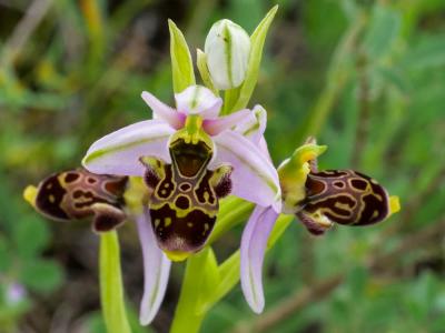 Ophrys bécasse Ophrys scolopax Cav., 1793