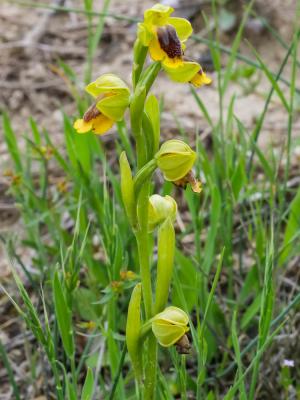 Ophrys jaune Ophrys lutea Cav., 1793