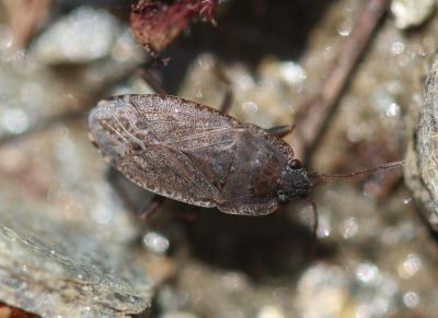  Emblethis denticollis Horváth, 1878