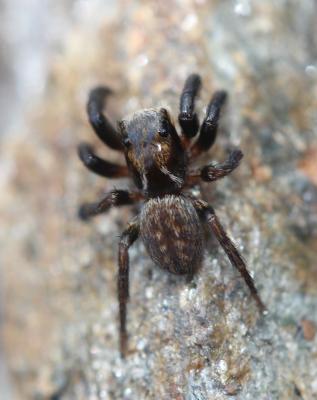  Euophrys 