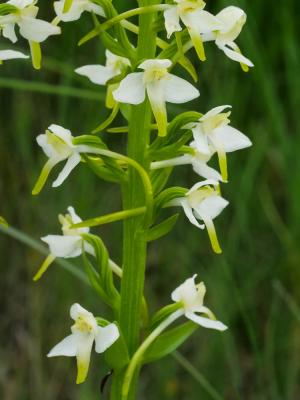 Platanthère à fleurs blanches Platanthera bifolia subsp. bifolia (L.) Rich., 1817