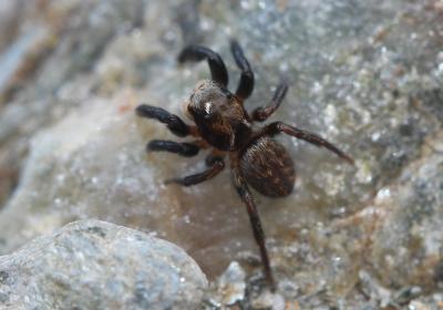 Euophrys 