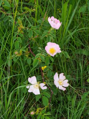 Rose de France, Rosier de Provence Rosa gallica L., 1753