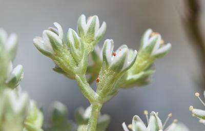 Scléranthe vivace Scleranthus perennis L., 1753