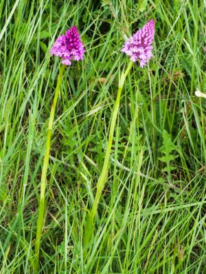 Orchis pyramidal, Anacamptis en pyramide Anacamptis pyramidalis (L.) Rich., 1817
