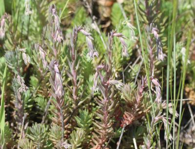 Orpin réfléchi, Orpin des rochers Sedum rupestre L., 1753