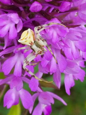 Thomise replet Thomisus onustus Walckenaer, 1805