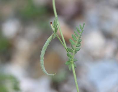 Ornithope comprimé Ornithopus compressus L., 1753